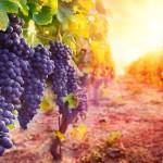 Great Wines from Anderson Valley